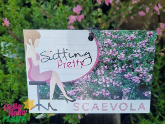 Scaevola 'Sitting Pretty' 6" Pot