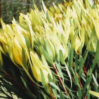 Leucadendron 'Moonglow' in a 6" pot features vibrant yellow flowers, elongated green leaves, and reddish stems, beautifully thriving outdoors in natural light.
