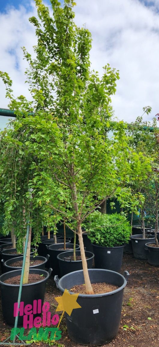 Liriodendron tulipifera Tulip Tree Super Advanced Large Tall tree with bright green foliage