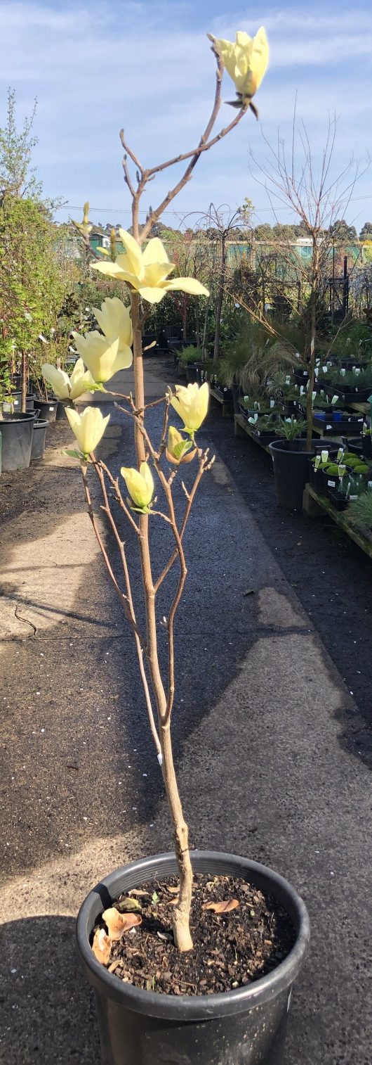 Magnolia x brooklynesis Elizabeth potted tree lemon yellow tulip shaped flowers deciduous tree at nursery