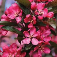 Malus Raspberry Spear Crab Apple