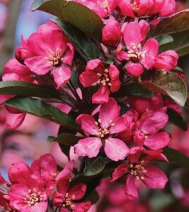 Malus Raspberry Spear Crab Apple