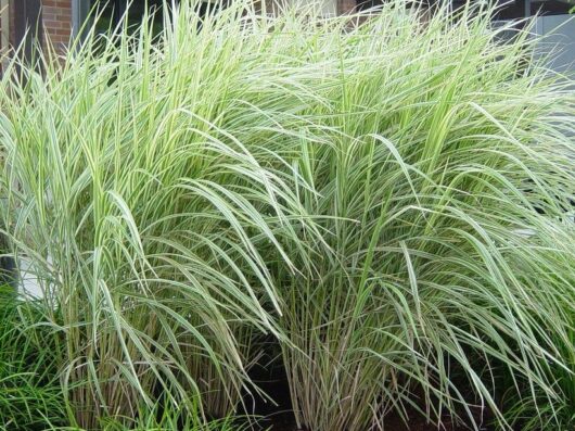 Miscanthus sinensis 'Variegatus' 6" Pot