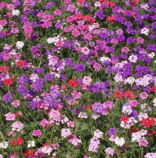 Verbena 'Mixed Varieties' 8" Pot