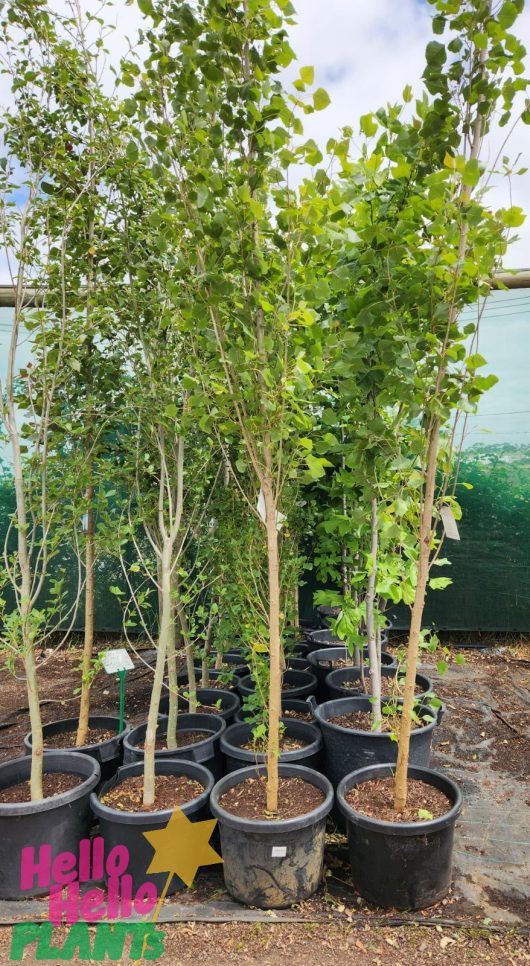 Populus nigra x italica Lombardy Poplar trees large in rows crows nest poplar simonii poplar