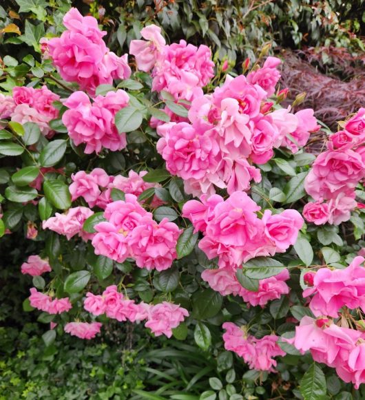 Rosa Climbing Pinkie Rose masses of pink roses climbing against a bush