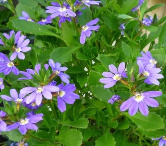 Scaevola 'Aussie Salute' PBR 6" Pot