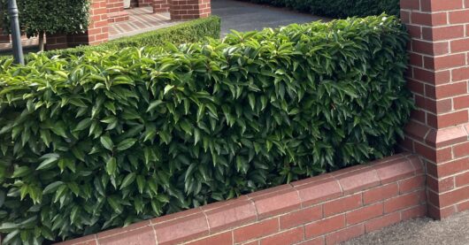 Portuguese Laurel medium hedge