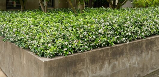 Trachelospermum jasminoides Flat Mat groundcover jasmine