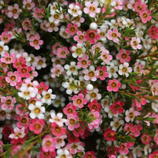 Chamelaucium 'My Sweet Sixteen PBR' Geraldton Wax 6" Pot