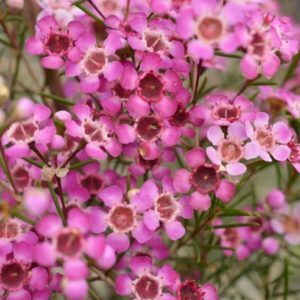 Chamelaucium 'Raspberry Ripple PBR' Geraldton Wax 6" Pot