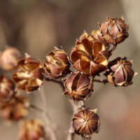 Hello Hello Plants Nursery Campbellfield Melbourne Victoria Australia Lagerstroemia indica Crepe Myrtle seeds brown