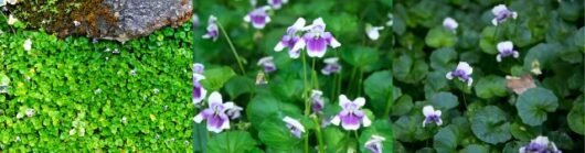 Hello Hello Plants Nursery Campbellfield Melbourne Victoria Australia Native Violet banner