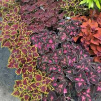 Coleus 'Main Street Oxford Street™' 8" Pot