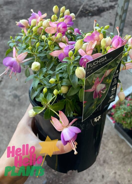 Fuchsia Fuchsita®'Flamingo Blue' 6" Pot