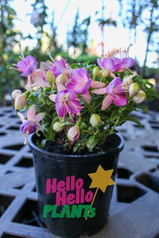 Fuchsia Fuchsita®'Flamingo Blue' 6" Pot