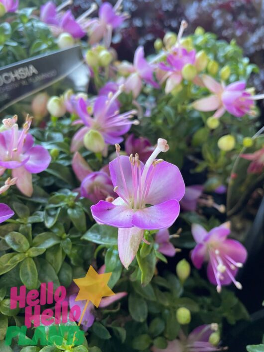Fuchsia Fuchsita®'Flamingo Blue' 6" Pot