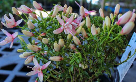 Fuchsia Fuchsita®'Deep Pink White' 6" Pot