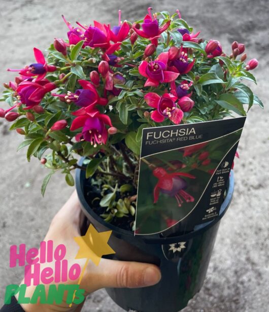 Fuchsia Fuchsita® 'Rose Blue' 6" Pot
