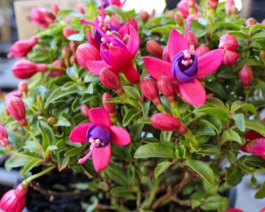 Fuchsia Fuchsita® 'Rose Blue' 6" Pot