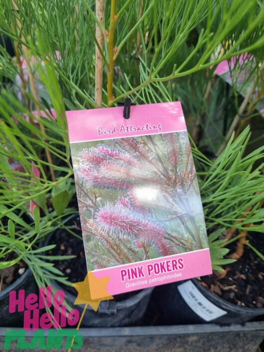 Grevillea 'Pink Pokers' 6" Pot