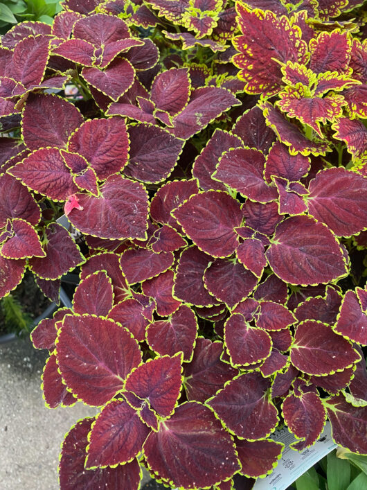 Coleus 'Main Street Broad Street™' 8" Pot