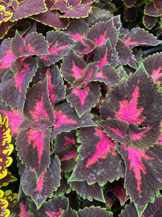 Coleus 'Main Street Fifth Avenue™' 8" Pot