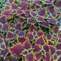 Coleus 'Main Street Oxford Street™' 8" Pot