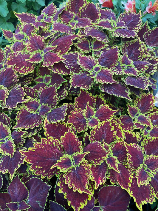 Coleus 'Main Street Oxford Street™' 8" Pot