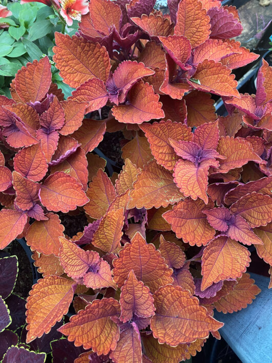 Coleus 'Main Street Wall Street™'