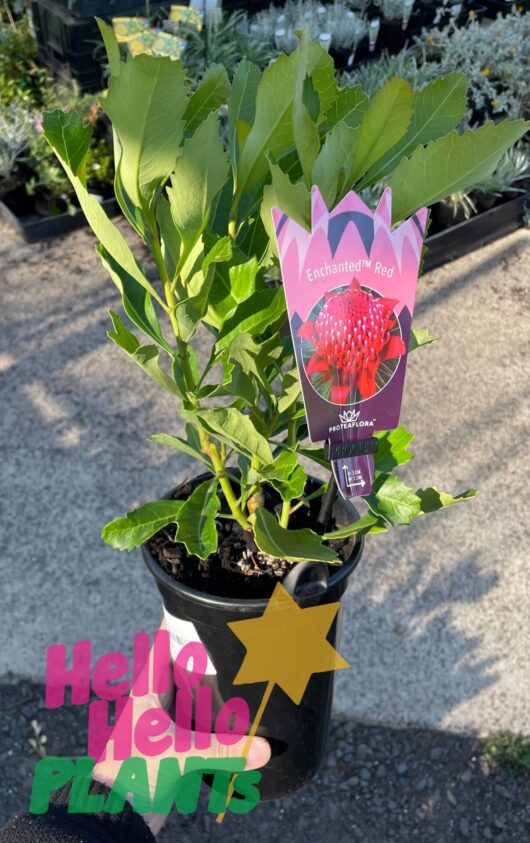 Telopea 'Enchanted® Red' Waratah 6" Pot