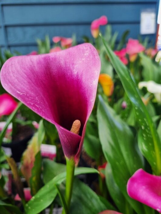 Zantedeschia 'Dark Purple' Calla Lily 5" Pot