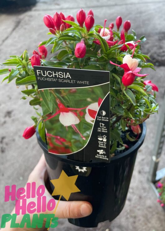 Fuchsia Fuchsita®'Scarlet White' 6" Pot