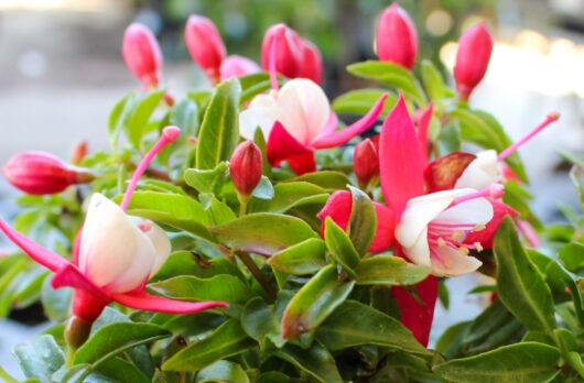 Fuchsia Fuchsita®'Scarlet White' 6" Pot