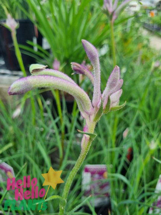 Anigozanthos 'Carnivale' PBR Kangaroo Paw 6" Pot