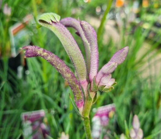 Anigozanthos 'Carnivale' PBR Kangaroo Paw 6" Pot