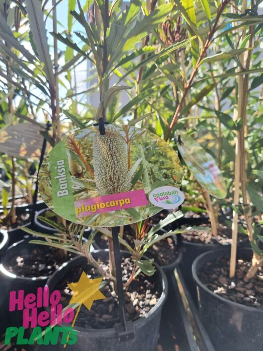 Banksia plagiocarpa 'Blue Banksia' 6" Pot