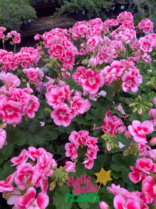 Geranium 'Pink Mega Splash'