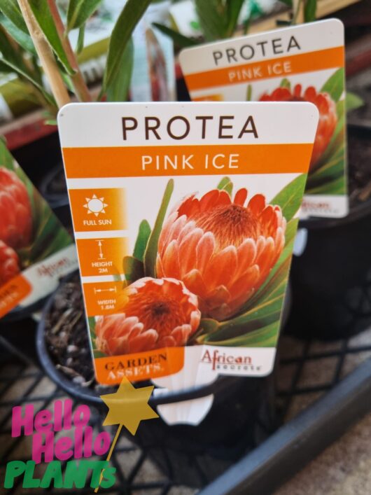 Protea 'Pink Ice' 6" Pot