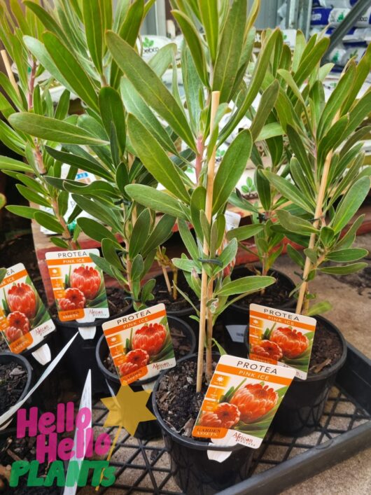 Protea 'Pink Ice' 6" Pot