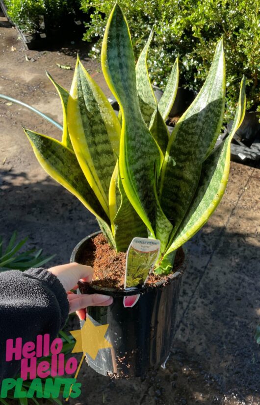 Sansevieria suberba Variegated 8″ Pot