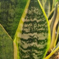 Close-up of the Sansevieria suberba Variegated in an 8″ pot, featuring upright growth and unique green and yellow patterned leaves with distinctive texture.
