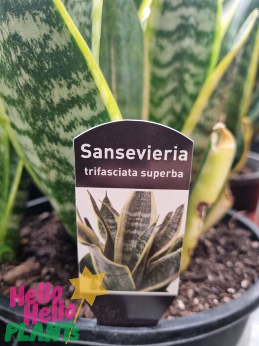 Sansevieria suberba Variegated 8″ Pot