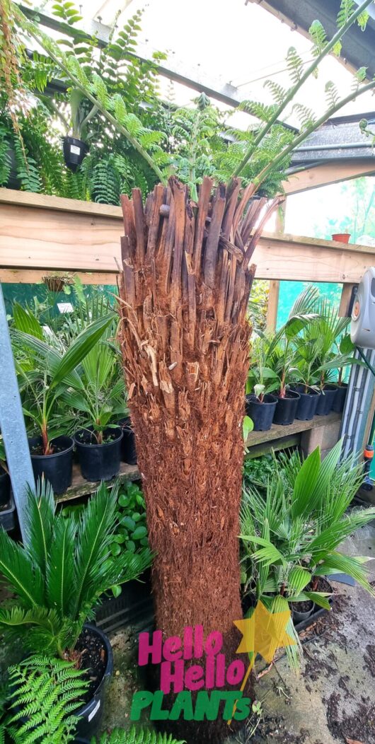 Dicksonia 'Soft Tree' Fern 5ft Trunk