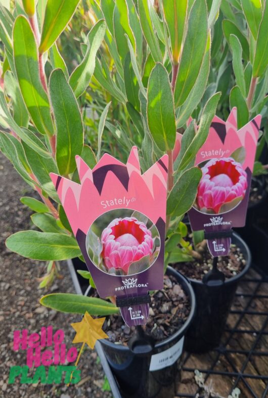 Protea 'Statley' 6" Pot