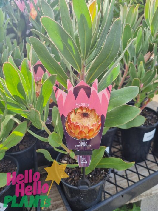 Protea 'Susara' 6" Pot