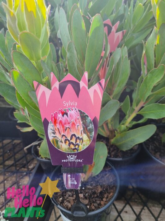 Protea 'Sylvia' 6" Pot