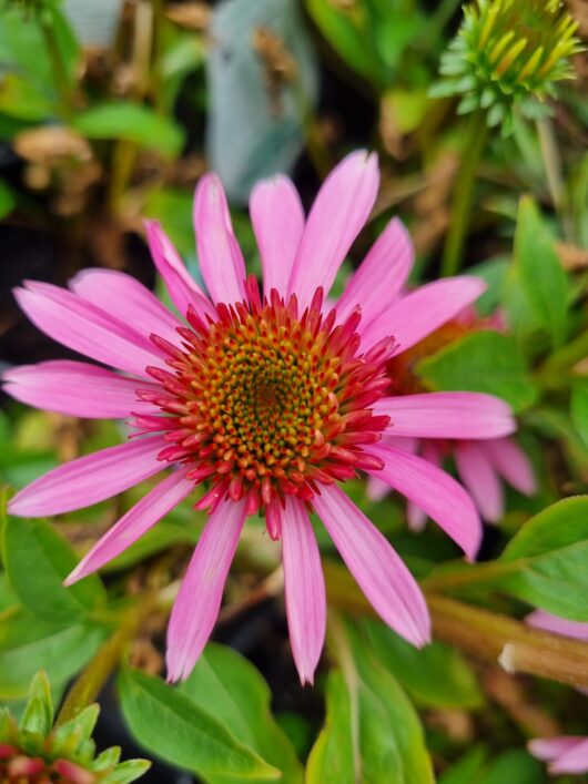 Echinacea 'Double Scoop™ 'Bubblegum' Coneflower 6" Pot
