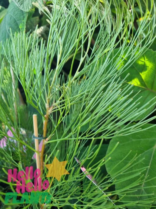 Grevillea 'Pink Pokers' 6" Pot