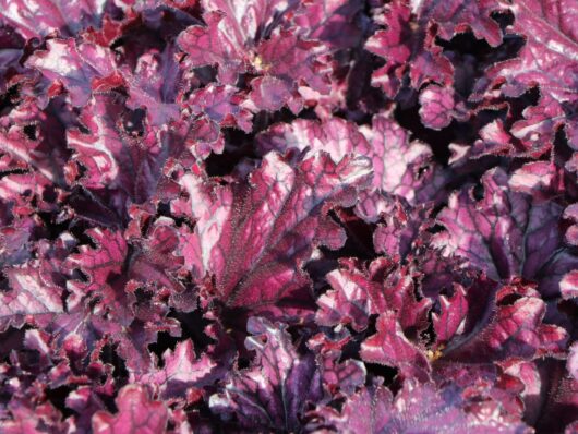 Heuchera 'Forever Purple' Coral Bells 6" Pot